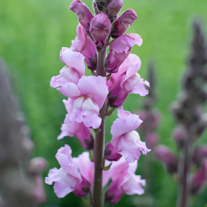 Costa Summer Lavender III – Snapdragon Seed